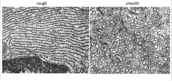 <p>lipid synthesis and detoxification occurs in the __________ of the endoplasmic reticulum. This part also contains ____ cisternae</p><p>protein translation, folding and modification occurs in the ______ of the endoplasmic reticulum. Contains ___ cisternae</p>