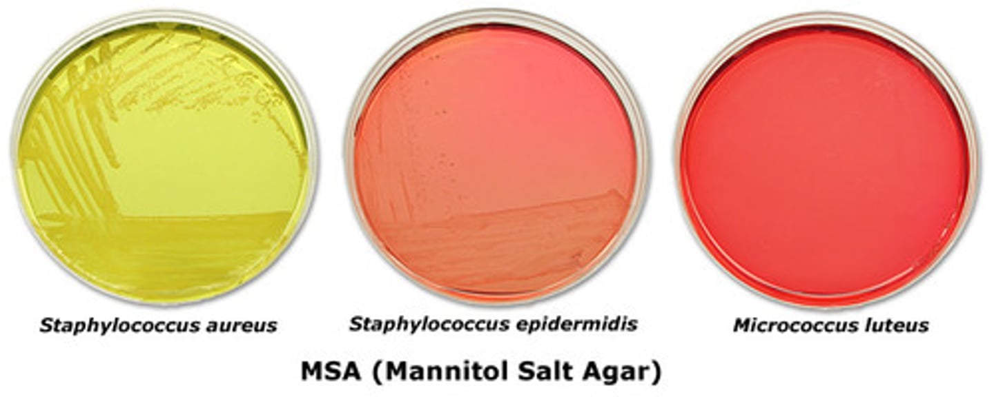 <p>MSA- Mannitol Salt Agar</p><p>1. mannitol</p><p>2. 7% NaCl (salt), selects for staph</p><p>3. phenol red</p><p>4. growth and yellow plate (staph aureus ONLY), growth and red plate (staph epidermis ONLY)</p><p>5. no growth and red plate</p><p>6. selective and differential media</p>