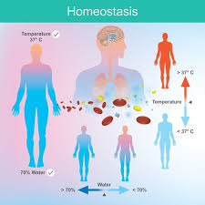 <p>Homeostasis </p>