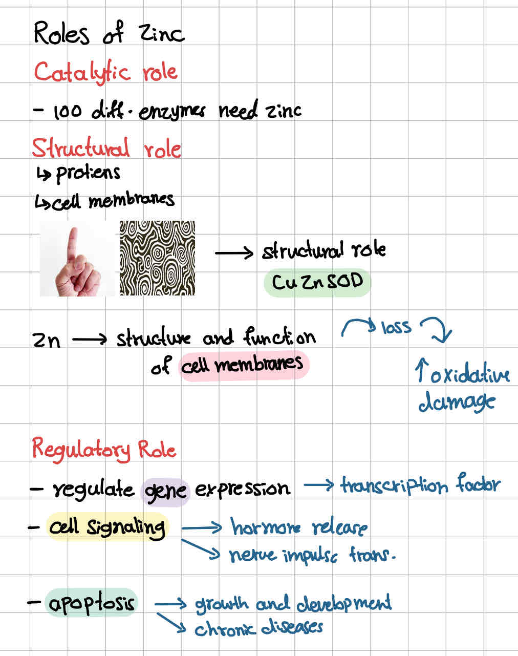 <p>Catalytic</p><p>Structural</p><p>Regulatory</p>