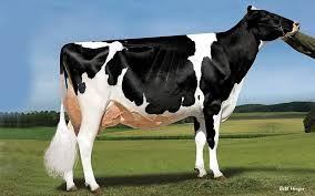 <p>What breed of cow is this?</p>