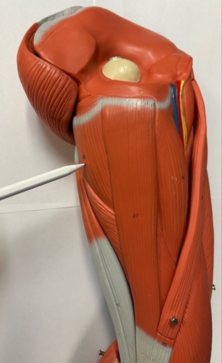 <p>What are the (4) attachments of the Adductor Magnus?</p>
