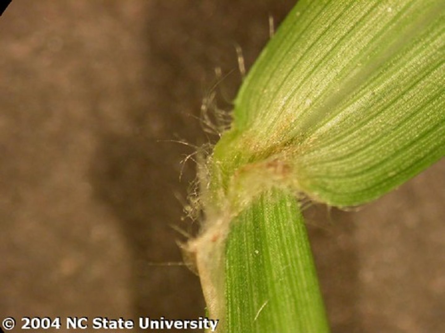 <p>Fringe of hairs, folded vernation, cottony ligule, hairs on side of the base of the leaf</p>