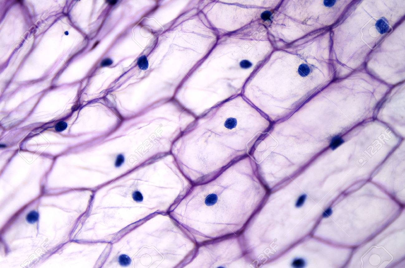 <p>Onion epidermal cell</p>