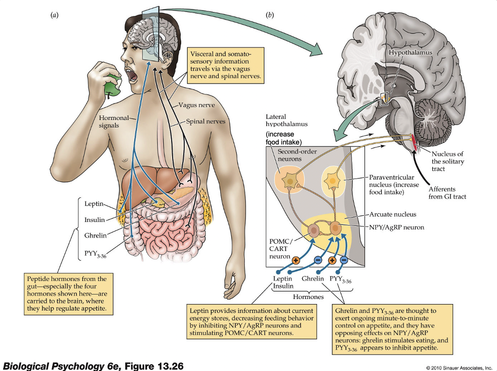 <p>Cholecystokinin (CCK)</p>