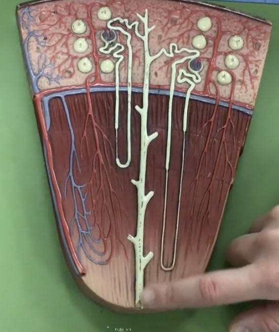 <p>Description: Duct at end of collecting duct in the region of renal papillae</p><p>Function: Releases urine to minor calyx</p>