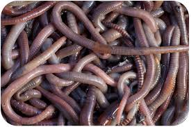 <p>Why are segmented worms important?</p>