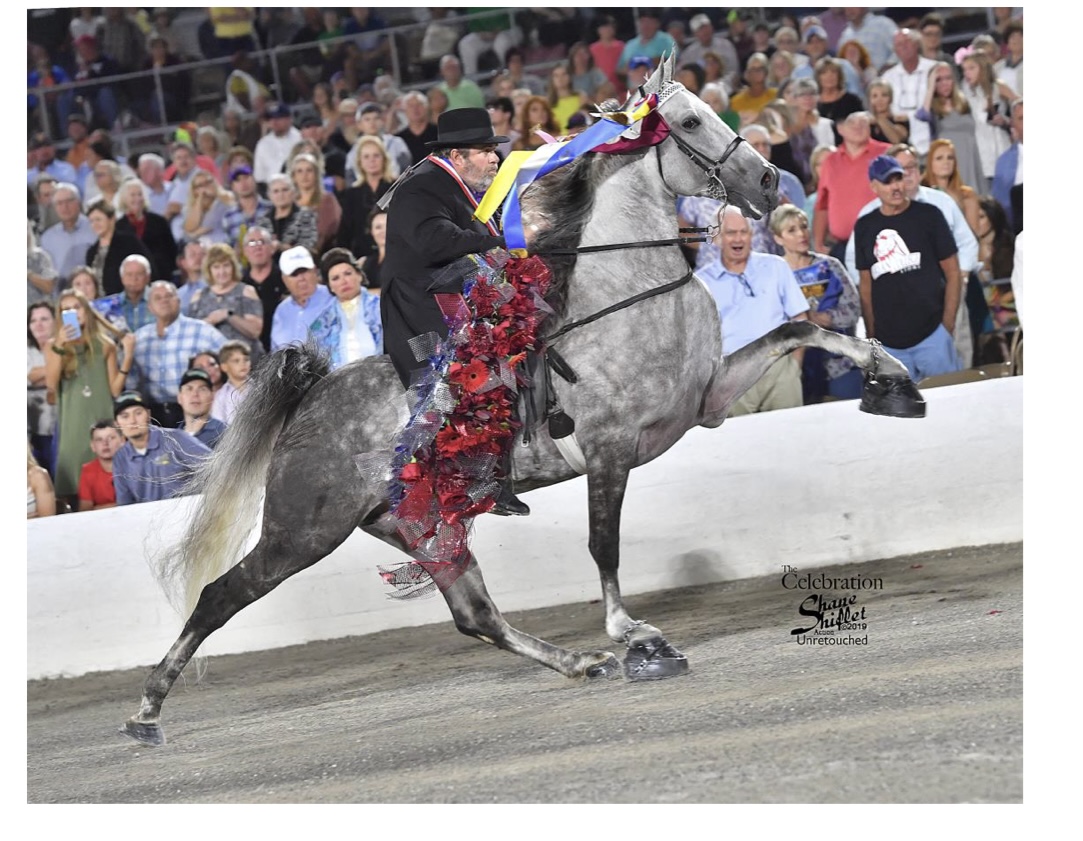 <p>what kind of horse is this?</p>