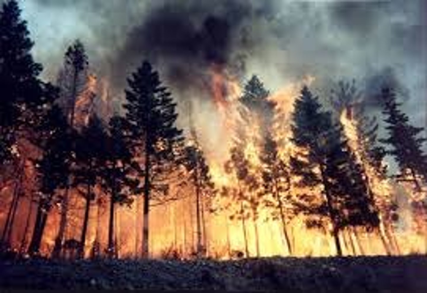 <p>/ˈfɒr.ɪst ˌfaɪər/ • Noun • B2 • A large fire that spreads quickly through a forest • Cháy rừng • The forest fire destroyed hundreds of acres of woodland.</p>