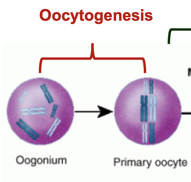 * oogonia developing into primary oocytes by mitosis
* complete either before or after birth
* primary oocytes reach their maximum development at roughly 20 weeks of gestational age
* primary oocytes at birth are approximately 1-2 million
