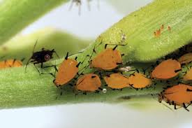 <p>What is this pest?</p>