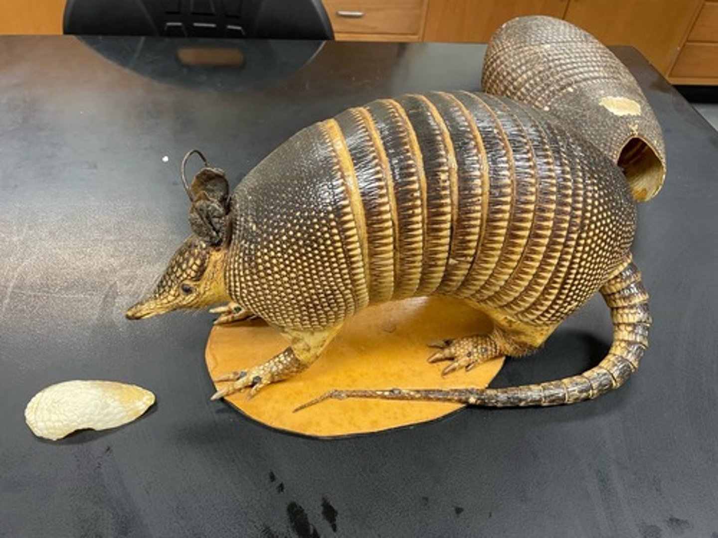 <p>Family: Dasypodidae</p><p>Genus & Species: Dasypus novemcinctus</p>