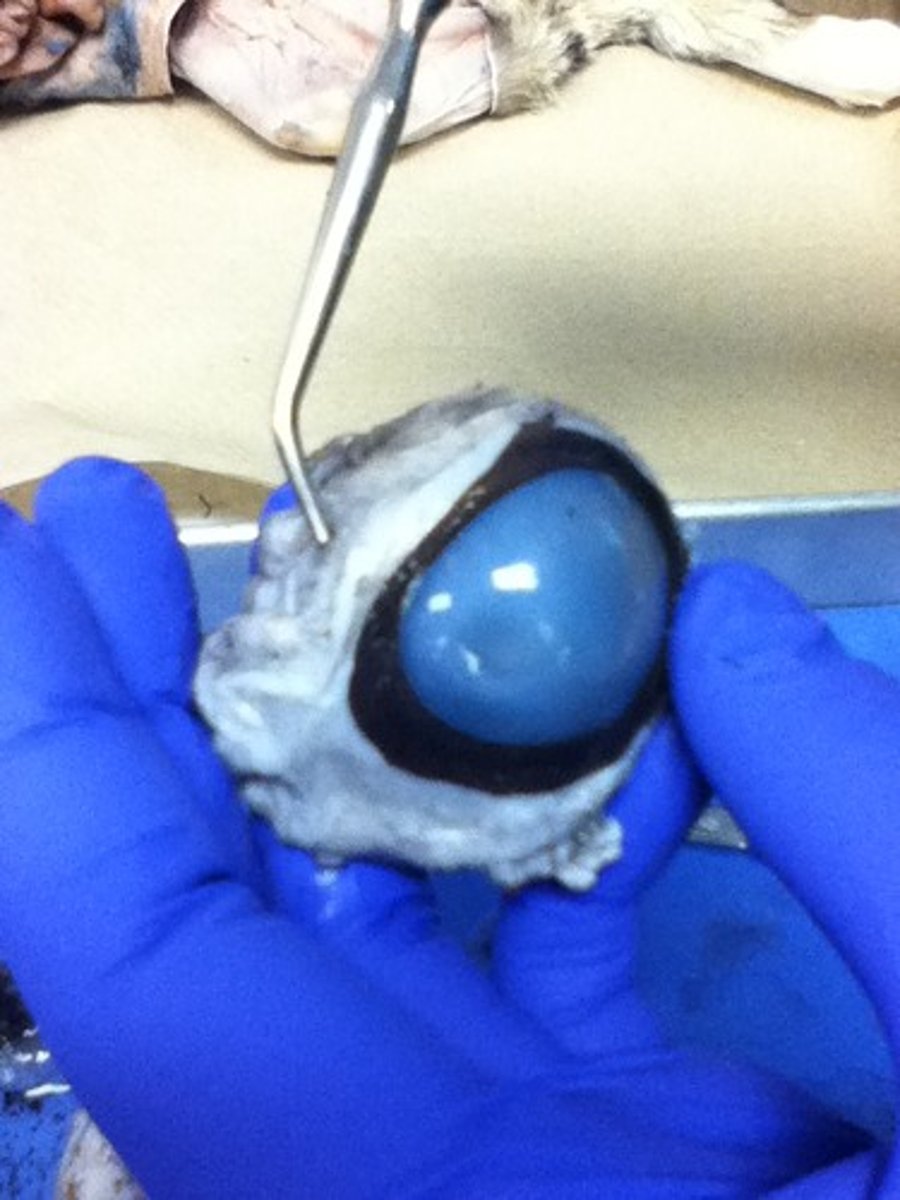 <p>the white outer layer of the eyeball. At the front of the eye it is continuous with the cornea</p>