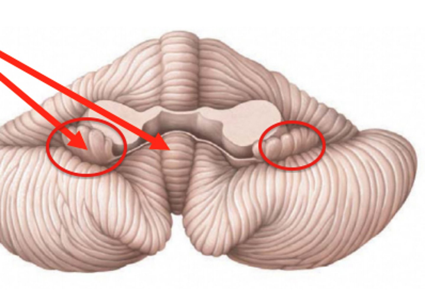 <p>Small but dense lobe involved in eye movements and balance</p>