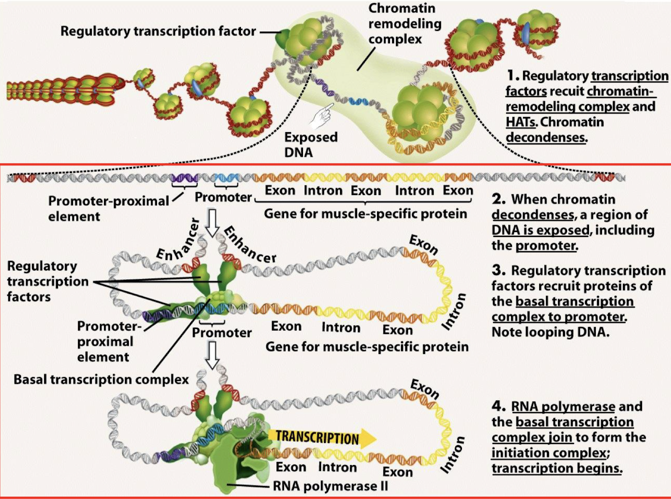 <ol><li><p>Regulatory transcription factors recruit chromatin-remodeling complexes and HATs. Chromatin decondenses.</p></li><li><p>When chromatin decondenses, a region of DNA is exposed, including the promoter.</p></li><li><p>Regulatory transcription factors recruit proteins of the basal transcription complex to the promoter. Note looping DNA.</p></li><li><p>RNA polymerase and the basal transcription complex join to form the initation complex; transcription begins.</p></li></ol><p></p>