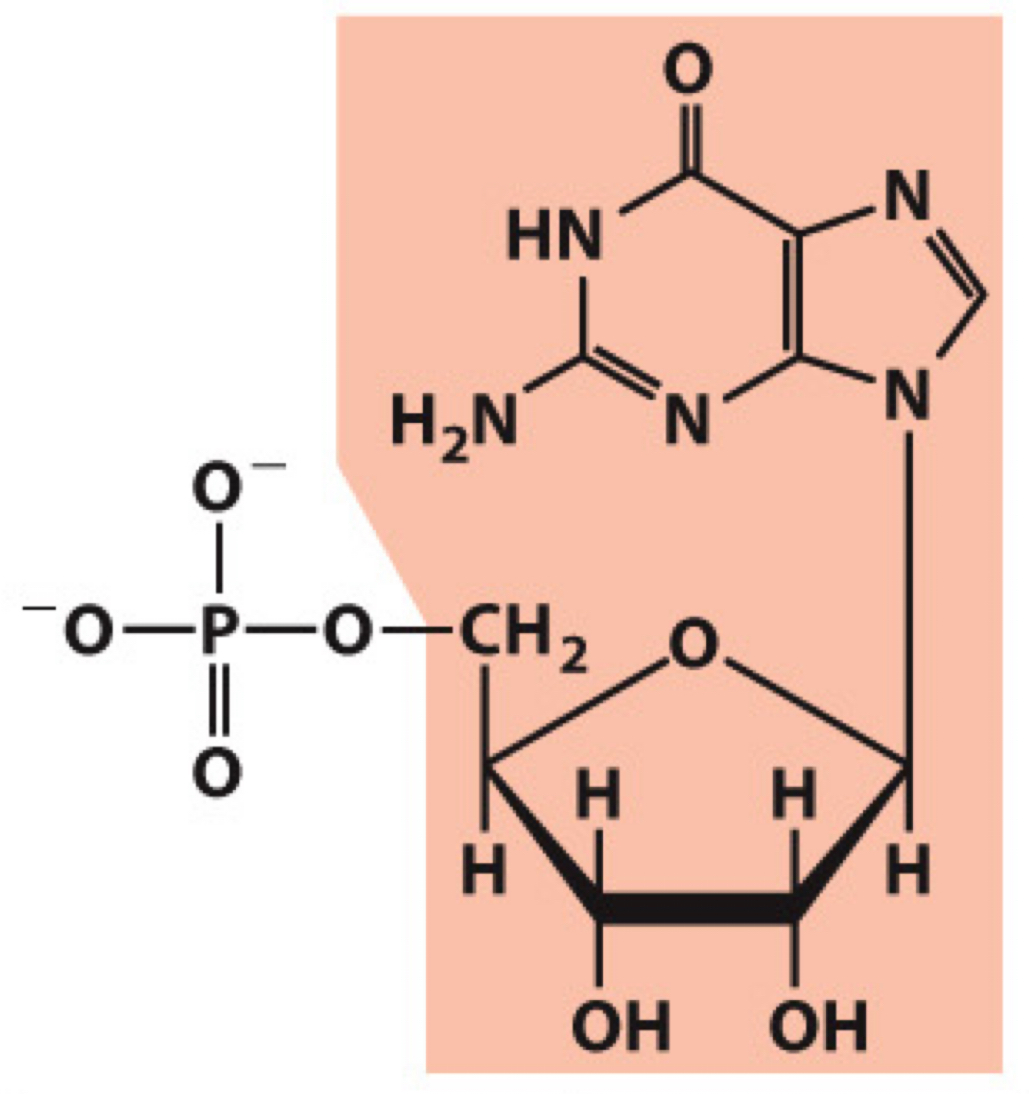 <p>What molecule is this? Give the nucleotide and nucleoside names as well as the 3 symbols that represent it</p>