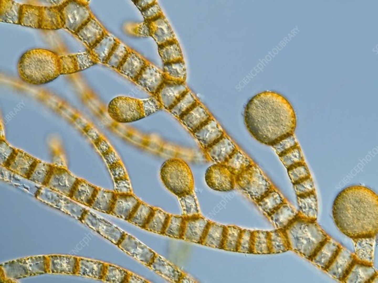 <p>What organism is this?</p>