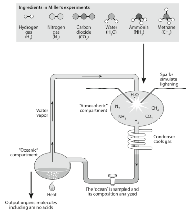 <p>What was discovered in Miller’s experiments?</p>