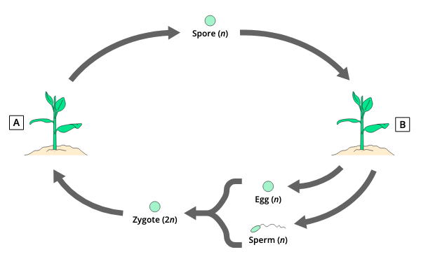 <p>A ; B</p>