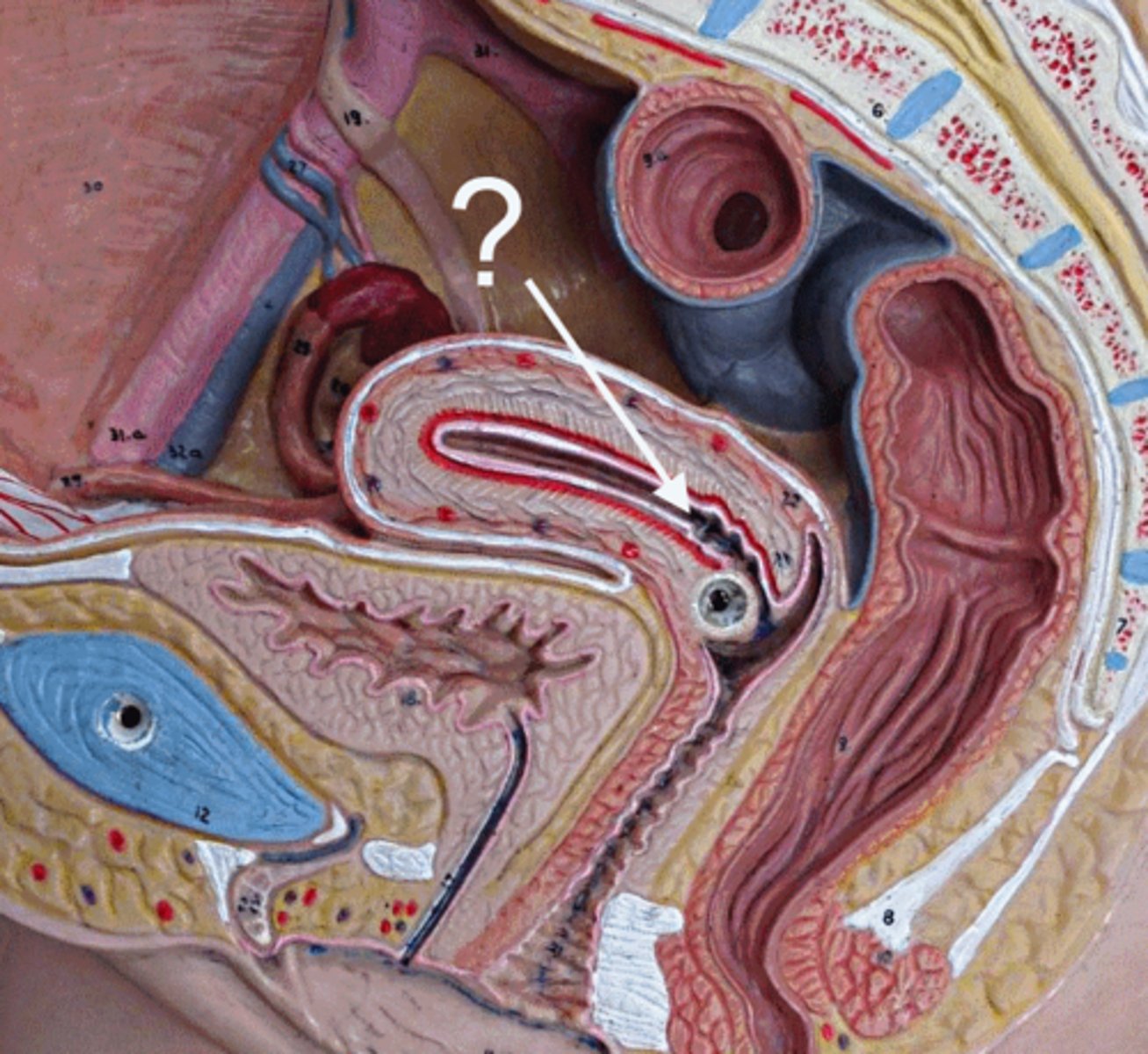 <p>which part of the cervix?</p>