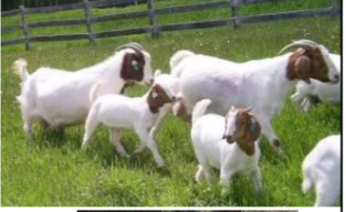 <p><span style="color: rgb(13, 12, 12);">Origin: South Africa</span></p><p><span style="color: rgb(13, 12, 12);"><span>Color: White and red</span></span><span style="color: rgb(13, 12, 12);"><br></span><span style="color: rgb(13, 12, 12);"><span>Ears: Long, droopy ears</span></span><span style="color: rgb(13, 12, 12);"><br></span><span style="color: rgb(13, 12, 12);"><span>Horns: Horned</span></span><span style="color: rgb(13, 12, 12);"><br></span><span style="color: rgb(13, 12, 12);"><span>Traits: Meat-production</span></span><span style="color: rgb(13, 12, 12);"><br></span><span style="color: rgb(13, 12, 12);"><span>“Boer” is Dutch for “Farm”</span></span></p><p></p>