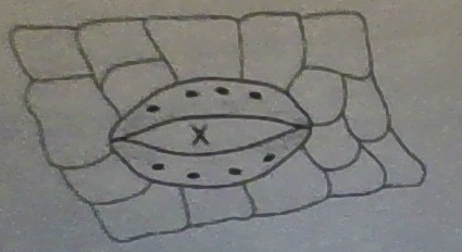 <p>The diagram below shows a microscopic view of the lower epidermis.the area indicated by the letter X is know as </p>