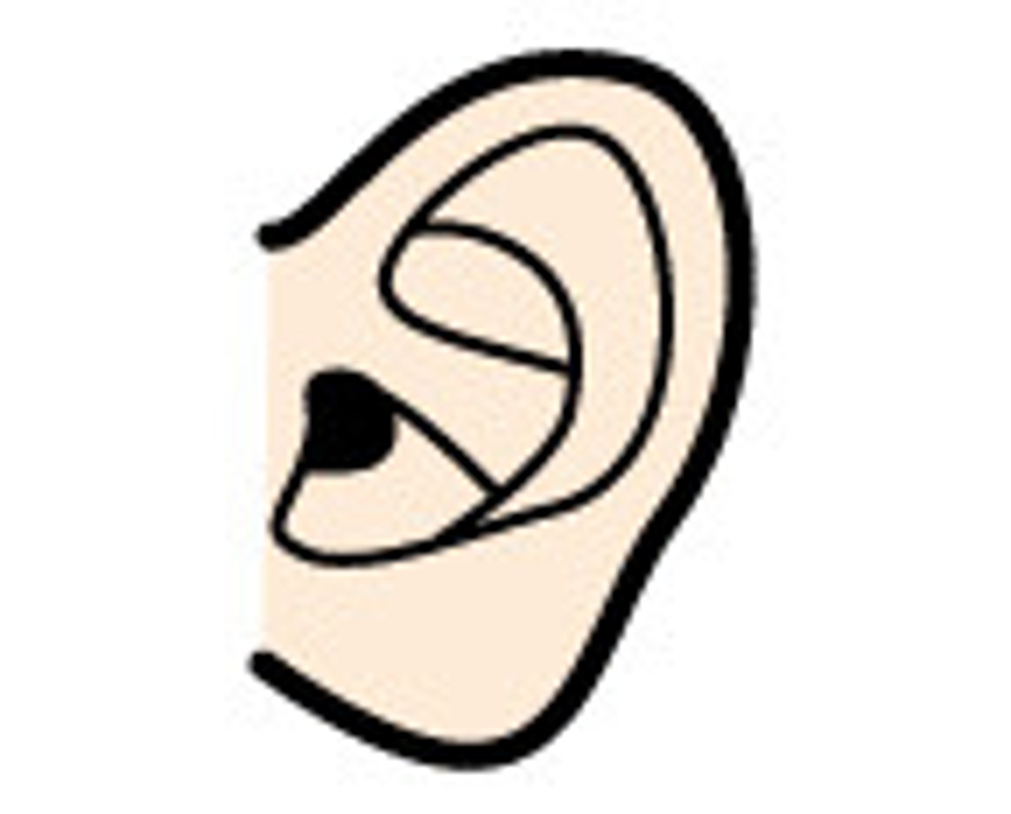 <p>ear</p>