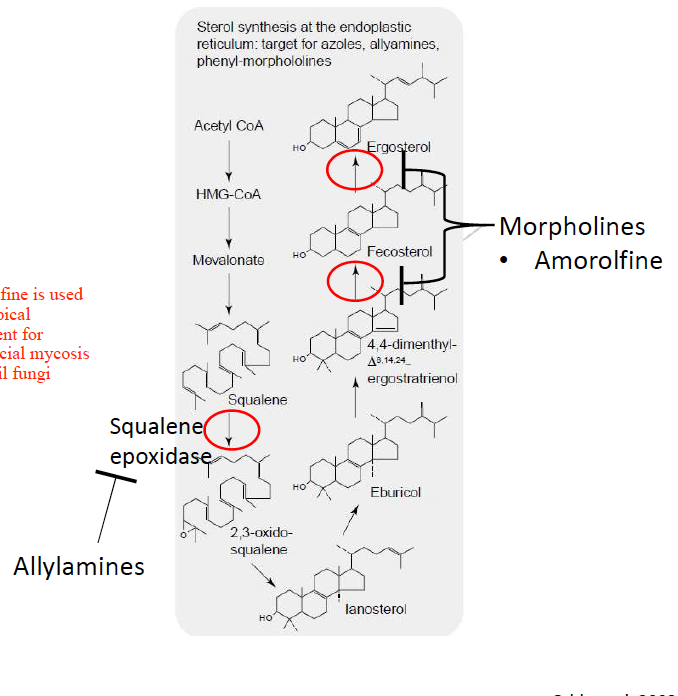 - Amorolfine inhibits reductase and isomerase enzyme
- used as a topical treatment for superficial mycosis like nail fungi
- Amorolfine prevents the conversion of 4,4-dimethyl-ergostratrienol to fecosterol and the conversion of fecosterol to ergosterol.