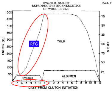 <ul><li><p><span style="background-color: transparent; font-family: &quot;Times New Roman&quot;, serif;"><span>Most cost of egg production is cost of producing yolk, which contains the energy needed by the developing embryo</span></span></p></li><li><p><span style="background-color: transparent; font-family: &quot;Times New Roman&quot;, serif;"><span>To cope with this demand, waterfowl do not deposit yolk simultaneously in all the developing follicles</span></span></p></li><li><p><span style="background-color: transparent; font-family: &quot;Times New Roman&quot;, serif;"><span>Instead, yolk is deposited in a lesser number of follicles and done so over a period of days</span></span></p><ul><li><p><span style="background-color: transparent; font-family: &quot;Times New Roman&quot;, serif;"><span>Rapid periods of RF= adaptation to exploit seasonal habitats and avoid predation risk</span></span></p></li><li><p><span style="background-color: transparent; font-family: &quot;Times New Roman&quot;, serif;"><span>By late incubation, however, females had lost 42% of original body mass, 89% of lipids, 35% of protein. Some Lipids NEAR ZERO AFTER incubation</span></span></p></li></ul></li></ul><p></p>