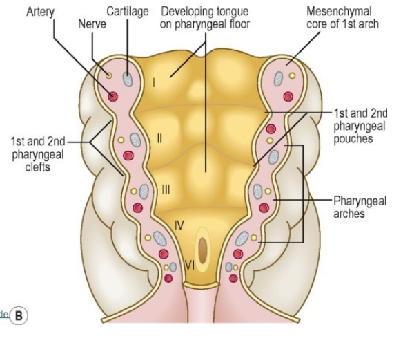 <p>-outer covering of ectoderm (pharyngeal cleft) </p><p>-mesenchyme core </p><p>-lined internally by endoderm (pharyngeal pouch) </p>