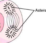 <p>radiating array produced as microtubules extending from the centrosomes of cells grow in length and extent&nbsp;</p>