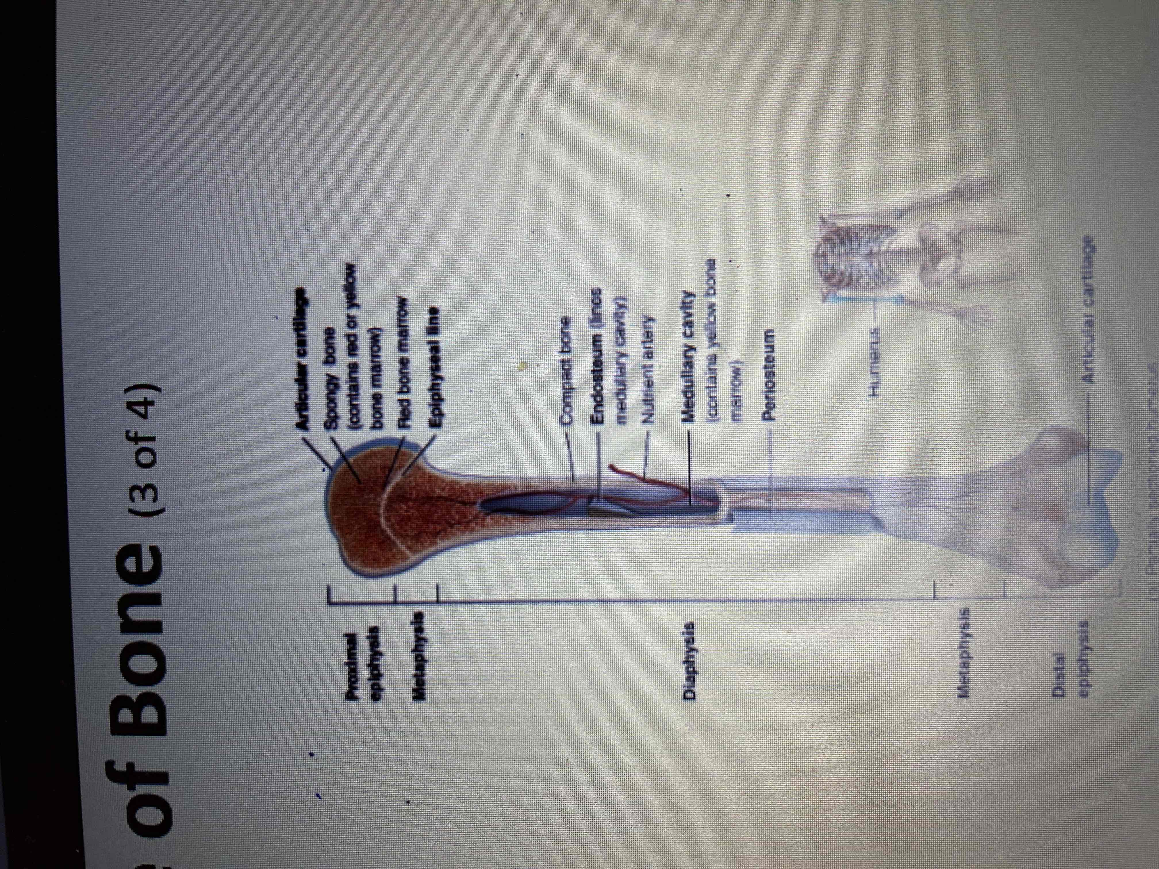 <p>Region between diaphysis and epiphysis</p>