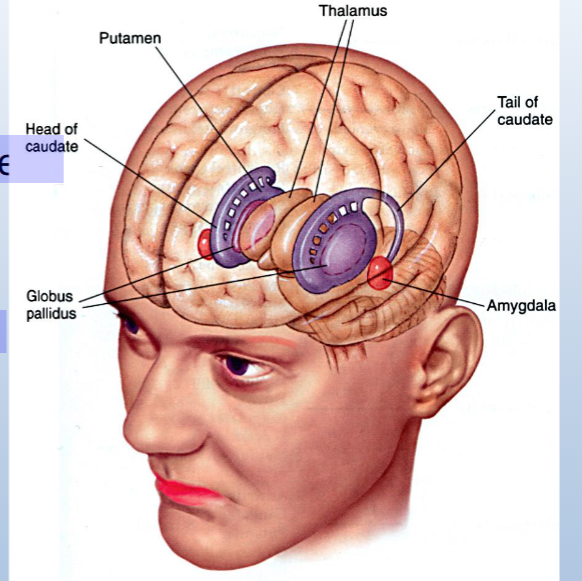 <p><span>Group of interconnected structures that control</span><br><span>voluntary, smooth movement</span></p><p><br><span>Structures include:</span><br><span>striatum (caudate/putamen)</span><br><span>globus pallidus</span><br><span>substantia nigra</span></p><p><br><span>Actions of stimulants in the basal ganglia increases motor</span><br><span>activity</span></p>