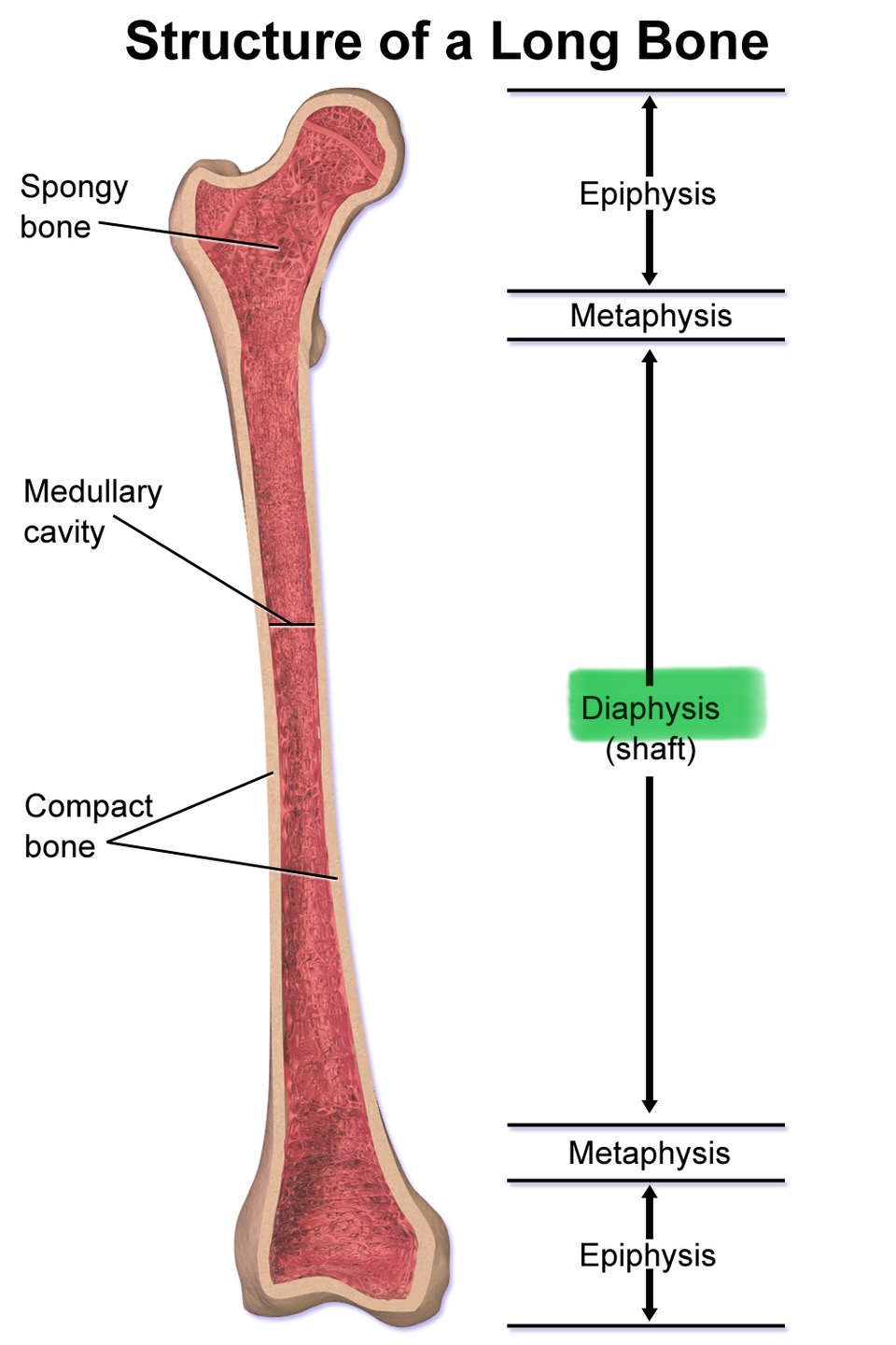<p>Middle portion/shaft of a long bone</p>