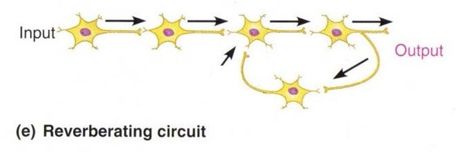 <p>reverberation</p>