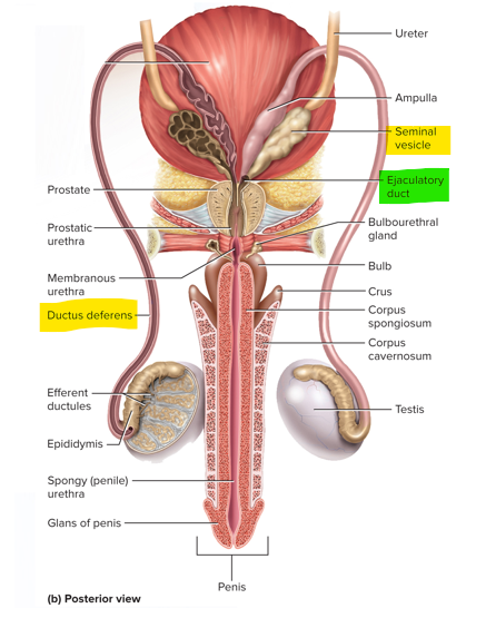 <p>Ejaculatory duct </p>