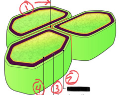 <ul><li><p>the three layers of Plant cell walls</p></li><li><p>(1) relatively thin and flexible</p></li><li><p>(2) thin layer between primary walls of adjacent cells</p></li><li><p>(3) in some cells; added between the plasma membrane and the primary cell wall</p></li></ul>