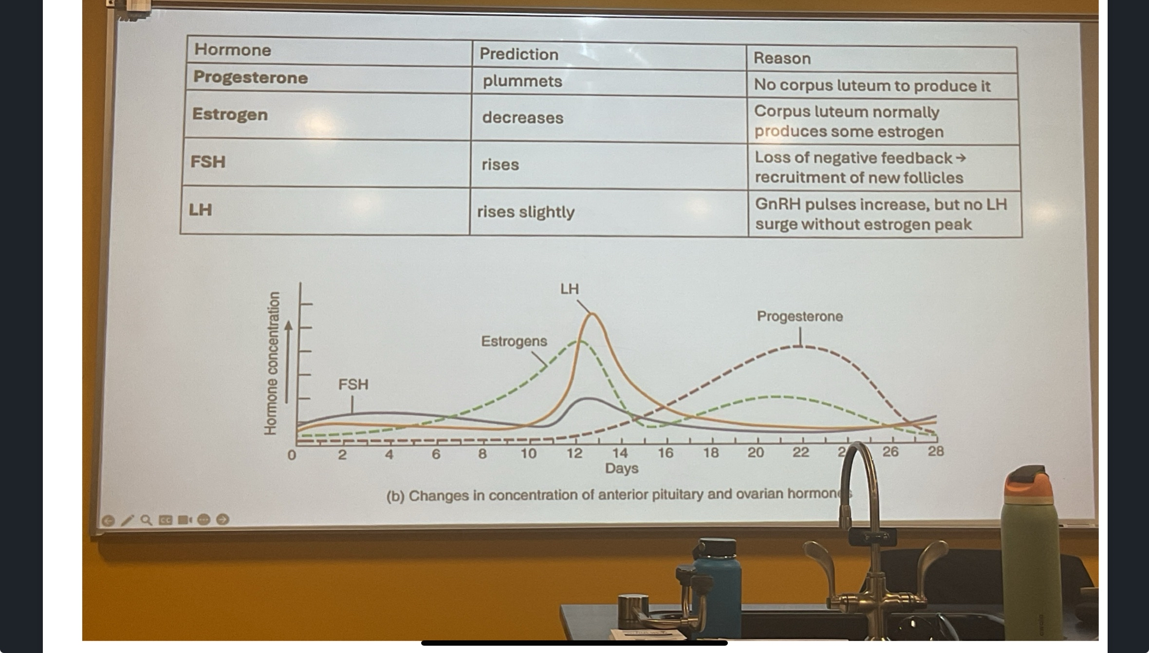 <p>1) Progesterone → plumnets</p><p>2) Estrogen → drop</p><p>3) FSH→ increase alot</p><p>4) LH → Increase</p>