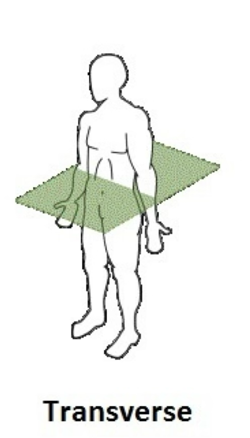 <p>transverse plane</p>