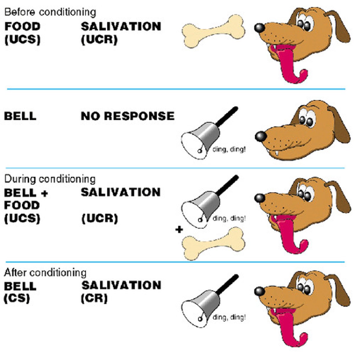 <p>An automatic, unconscious response becomes associated with a specific stimulus</p><p>(Neural stimulus paired with Unconditioned stimulus to become Conditioned stimulus to elicit a Conditioned response)</p>