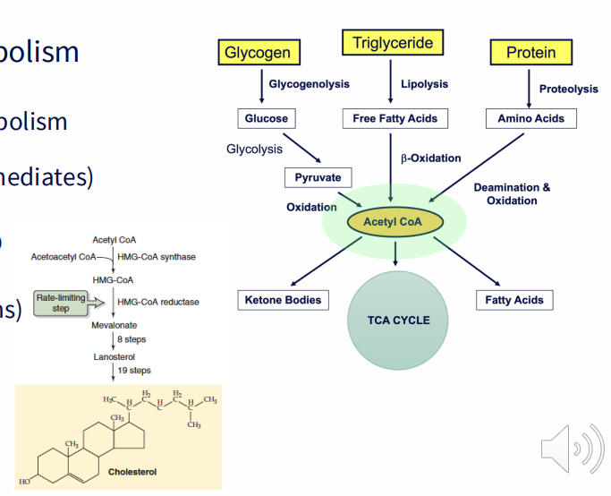 <p>- Extensive role in nutrient metabolism</p><p>- common intermediate (carbohydrate, lipid, protein catablism but also fatty acid, ketone synthesise and AA synthesis (via TCA Cycle intermediates)</p><p>- Cholesterol synthesis (bile, steroid hormones, vitamin D)</p><p>- Neurotransmitters (acetylcholine (cholinergic neurons))</p><p>- Epigenetic modifications (histone acetylation, promotes gene expression)</p>
