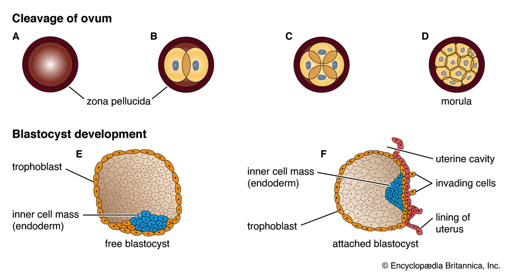 <p><strong>Blastula vs Blastocyst</strong></p><ul><li><p>Both blastula and blastocyst are early embryonic stages in the development of many animals, including humans</p></li></ul><ol><li><p><strong>Blastula</strong></p></li></ol><ul><li><p>amphibians, fish, and birds</p></li><li><p>is formed _____ the blastulation stage, which is a series of cell divisions that occur after fertilization</p></li><li><p>is a hollow ball of cells with a fluid-filled cavity called the blastocoel</p><ul><li><p>inner cell mass (ICM)</p></li><li><p>outer ______ layer</p></li></ul></li><li><p>earliest embryonic stage and undergoes further development to form a ______, which eventually forms different tissues and organs of the developing organism</p></li></ul><p></p><ol start="2"><li><p><strong>Blastocyst</strong></p></li></ol><ul><li><p>only in ______</p></li><li><p>is formed during the embryonic development _____ the blastulation stage</p></li><li><p>has a fluid-filled cavity, but it is more complex than the blastula, with two distinct cell types:</p><ul><li><p>inner cell mass (ICM)</p></li><li><p>outer ______ layer</p></li></ul></li><li><p>is a later stage and undergoes implantation into the uterine wall and the development of the _____</p></li></ul>