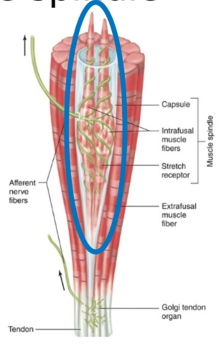 <p>What surrounds the intrafusal fibers?</p>