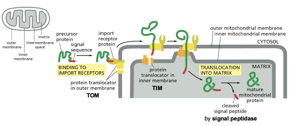 <p>(2) Across membranes:Translocation into mitochondria</p>