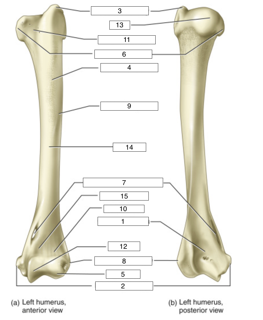 <p>what is indicated by number 12</p>