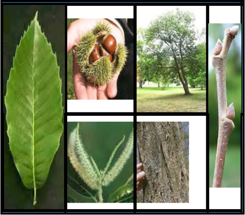 FAGACEAE (beech family)
-med. to large deciduous multi-stemed tree
-alternate arr., slightly serrate and undulate 
-pubescent on abaxial side
-6-8 in long leaves
-bark furrowed
-fruit nut with a very spiky outer shell (edible)
