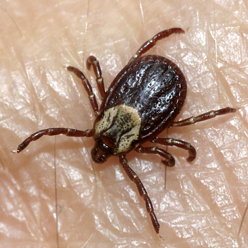 <p>what kind of tick</p>