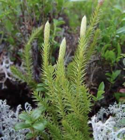 <p>cone-like structure that consists of a cluster of sporophylls </p>