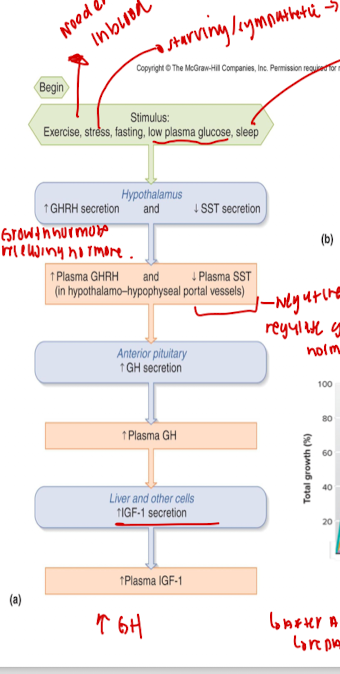 <ol><li><p>Stimulus: excercise, stress, low plasma glucose, sleep</p></li><li><p>hypothalamus: increases secretion of GHRH and decreases secretion of SST (somatostatin inhibits secretion of GH)</p></li><li><p>Increase plasma GHRH and decrease plasma SST in the hypothalamo-hypophyseal portal vessels</p></li><li><p>anterior pituitary gland: increases secretion of GH</p></li><li><p>increases plasma GH</p></li><li><p>Liver and other cells: secrete insulin growth factor 1 (IGF1) </p></li><li><p>increasing plasma IGF1</p><p></p></li></ol><p></p>