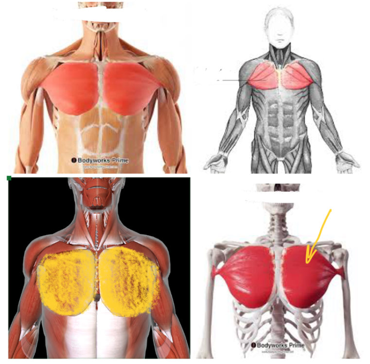 <ul><li><p>Function: <strong>FLEX SHOULDERS + ROTATE ARM </strong>at shoulders</p></li></ul><p></p>